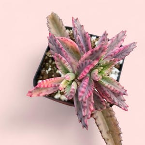 Kalanchoe Pink Butterfly, rare succulent, variegated succulent, live rooted plant in 2", 4" and 6" pot afbeelding 7