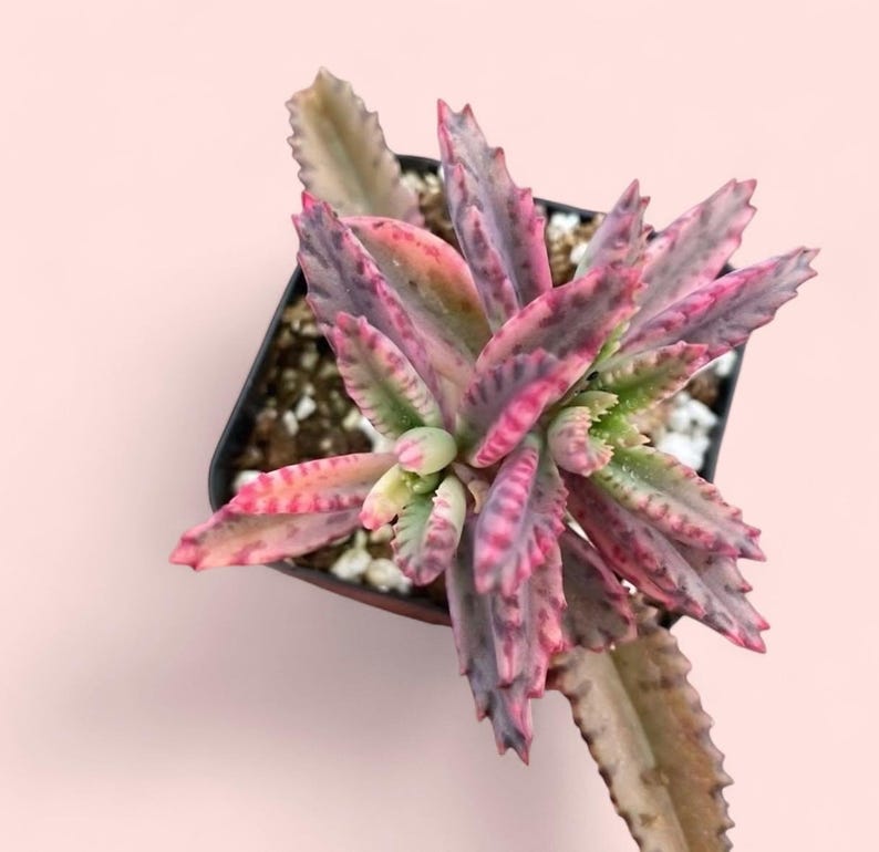 Kalanchoe Pink Butterfly, rare succulent, variegated succulent, live rooted plant in 2", 4" and 6" pot afbeelding 7