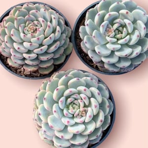 4&quot; Echeveria Minima Succulent  4&quot; pot live plant