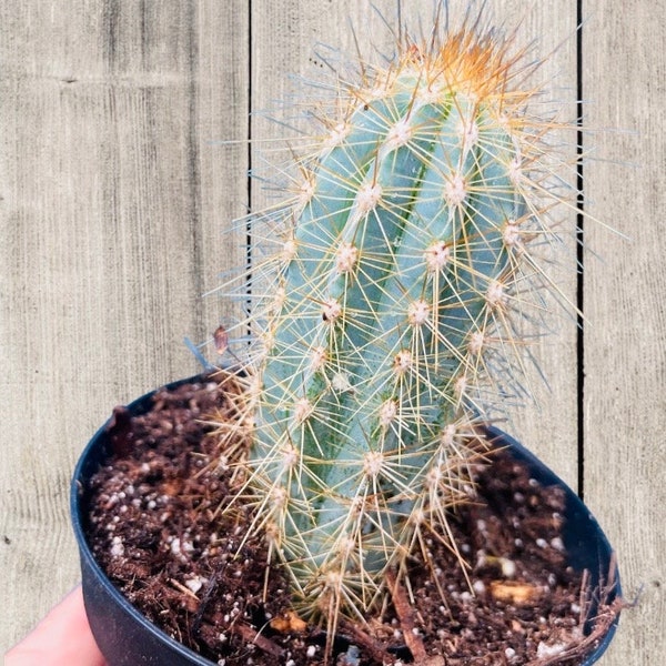 4” Pilosocereus Pachycladus  (Blue Torch Cactus) Rooted Live Cactus 4” pot measures 3-4 inches tall