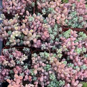Full Cold Hardy / Sedum Dasyphyllum Crassulaceae Minor Rare Succulent Live Plant 2”