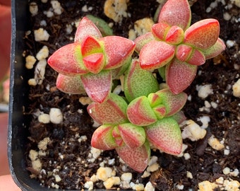 2" Crassula Brevifolia Succulent Plant 2" pot