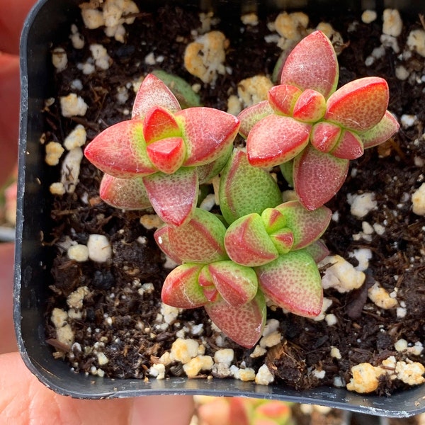 2" Crassula Brevifolia Succulent Plant 2" pot