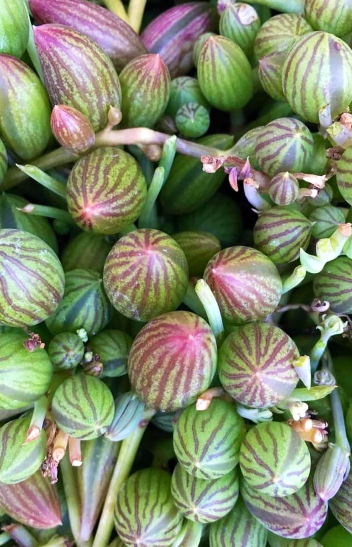 Rare String of Watermelon Senecio Herreianus 4 Pot Etsy