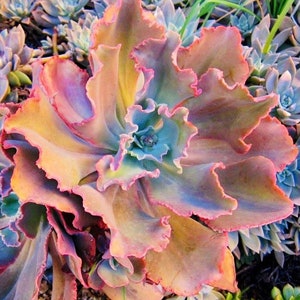 6" Echeveria Coral Glow Succulent measures 4.5 to 5 inches wide see 2nd-4th pic