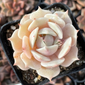 3” Echeveria Lola Succulent Plant