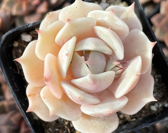 2" Echeveria Lola Succulent Plant 2" pot