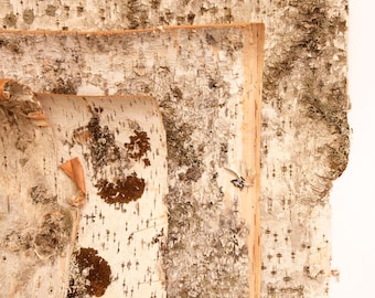 Birch bark in sheets - for handicrafts and decoration