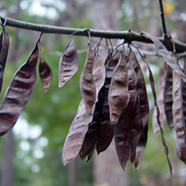 Beautiful Eastern Redbud Seed Pods -  2-3 Inches long Bunches of 25 Great for Crafting and Propagating!