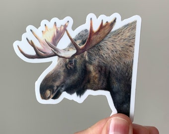 STICKER Moose Colored Pencil Drawing