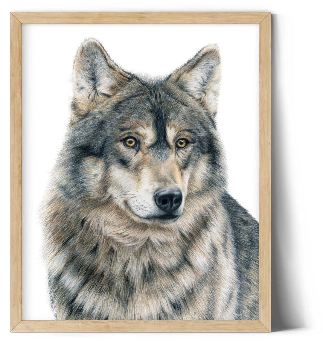 ジム・ブランデンバーグ 直筆サイン入り プリント 写真アート現状品 狼 オオカミ ジム・ブランデンバーグ 直筆サイン入り プリント 写真アート