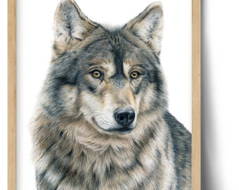 オオカミの絵 箱舟こみち on Twitter | 動物のスケッチ, イラスト 狼