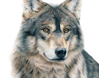 狼の色鉛筆画 縦プリント - Etsy 日本