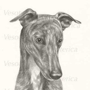 Printable Greyhound Dog Digital Image Pet Animal Download Graphic Original Portrait Grayhound Printable The Dog Watcher image 2