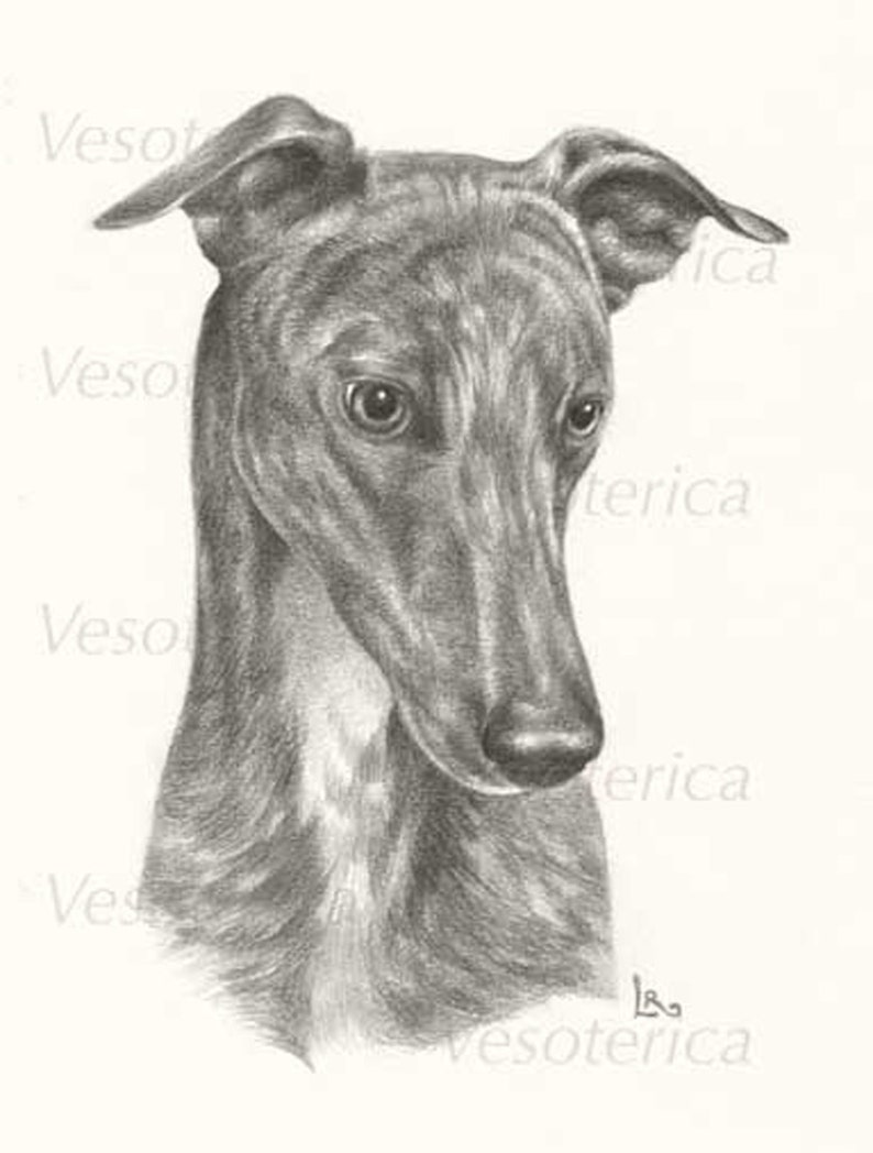 Printable Greyhound Dog Digital Image Pet Animal Download Graphic Original Portrait Grayhound Printable The Dog Watcher image 2