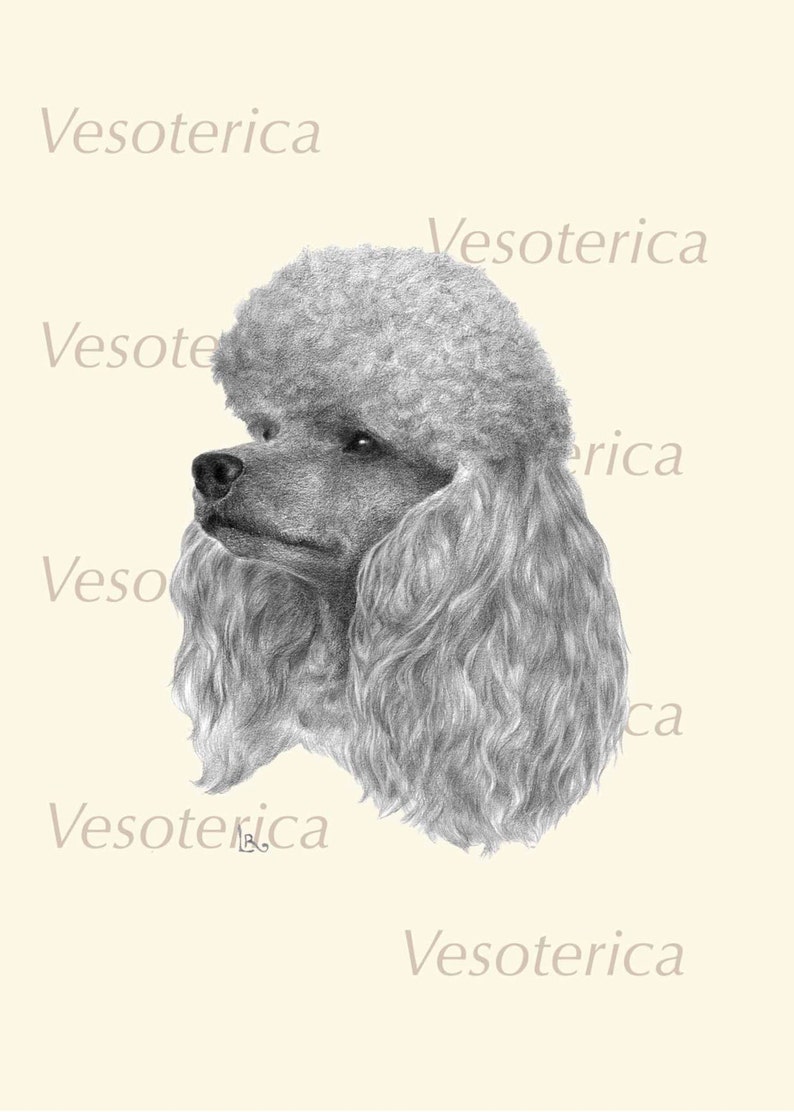 Printable Poodle Digital Image Pet Animal Download Graphic Original ...