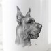 Printable Great Dane Dog Digital Image Pet Animal Download Graphic ...