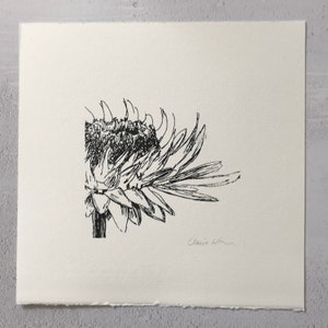 Helichrysum Bacteatum (Strohblume) Original Siebdruck