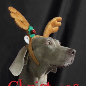 Rentier - Weimaraner Hund Weihnachtskarte & Briefumschlag - A5 Size