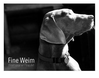 Je pense - Weimaraner Dog Signed, Limited Edition, Fine Art Photography Print