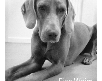 Fine Weim - Weimaraner Limited Edition Fine Art Giclée Print by Olivia Lauren-Lee