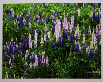 Maine Lupine (8) Flower Blank Notecards, original photography, standard size 4.25 x 5.5 with envelopes