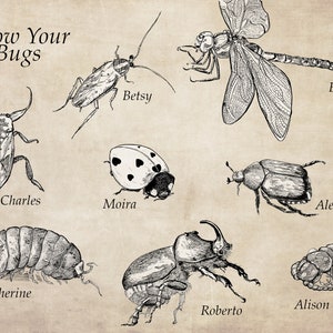 May include: A vintage illustration of various insects with their names: Betsy the cockroach, Charles the true bug, Moira the ladybug, Emma the dragonfly, Alex the beetle, Katherine the pill bug, Roberto the rhinoceros beetle, and Alison the pupa.