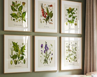 Poison Botanical Prints Set of 6, Nightshade, Hemlock, Foxglove, Monkshood, Jimsonweed, Henbane Wall Art, Gothic Botanical Decor Plant Lover