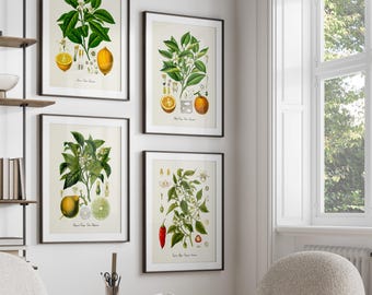 Fruit Set of 4, Lemon Botanical Art Print, Orange Wall Art, Kitchen Art Print, Cayenne Pepper, Vintage Botanical