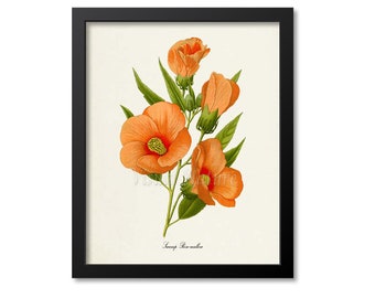 Swamp Rose-mallow Flower Art Print, Botanical Art Print, Flower Wall Art,Flower Print,Flower Art Print,Home Decor,Hibiscus moscheutos,orange