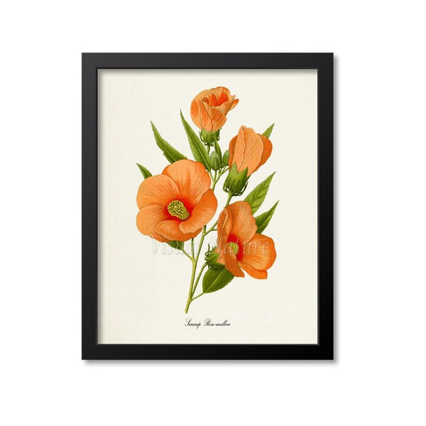 Swamp Rose-mallow Flower Art Print, Botanical Art Print, Flower Wall Art,Flower Print,Flower Art Print,Home Decor,Hibiscus moscheutos,orange