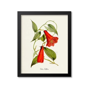 Chilean Bellflower Flower Art Print, Botanical Art Print, Flower Wall Art, Flower Print, Floral Print, red bellflower, copihue, Chile