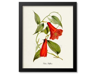 Chilean Bellflower Flower Art Print, Botanical Art Print, Flower Wall Art, Flower Print, Floral Print, red bellflower, copihue, Chile