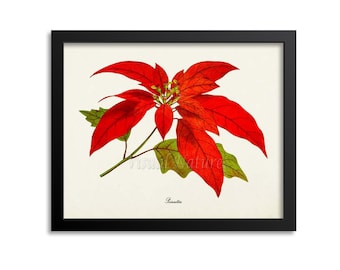 Poinsettia Flower Art Print, Botanical Art Print, Flower Wall Art, Flower Print, Red Flower Art Print, Home Decor, Christmas flower