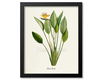 Bird of Paradise Flower Art Print, Botanical Art Print, Flower Wall Art, Flower Print, Floral Print, Yellow Flower, yellow orange flower art