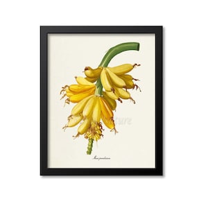 Impression botanique de bananes, impression d&#39;art banane, art de fruits tropicaux, impression de fruits, art de cuisine, jardin, art de la redoute, jaune