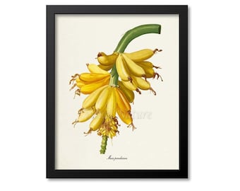 Bananas Botanical Print, Banana Art Print, Tropical Fruit Art, Fruit Print, Kitchen Art, Garden, Redoute Art, yellow