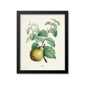 Pear Botanical Print, Pear Art Print, Pear Wall Art, Fruit Art, Fruit Print, Kitchen Art, Garden, Redoute Art, Poire