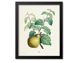 Pear Botanical Print, Pear Art Print, Pear Wall Art, Fruit Art, Fruit Print, Kitchen Art, Garden, Redoute Art, Poire