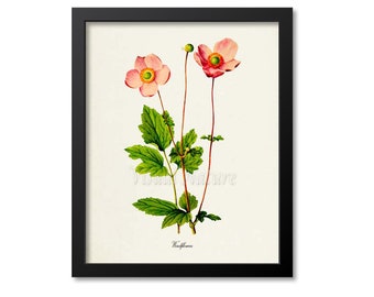 Windflowers Art Print, Botanical Art Print, Flower Wall Art, Flower Print, Pink Flower Art Print, Home Decor