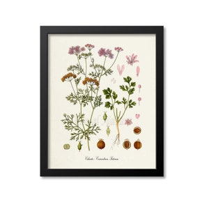 Cilantro Botanical Print, Cilantro Botanical Art Print, Cilantro Wall Art, Cilantro Decor, Coriandrum Sativum