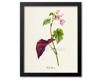 Hardy Begonia Flower Art Print, Botanical Art Print, Flower Wall Art, Flower Print, Floral Print, Home Decor, pink