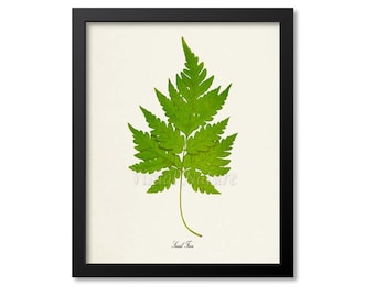 Snail Fern Art Print, Botanical Art Print, Fern Wall Art, Fern Print, Botanical Print, Home Decor, green art print