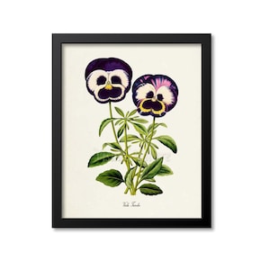Viola Tricolor Flower Art Print, Botanical Art Print, Flower Wall Art, Pansy Flower Print, Pansy Art Print, Floral Print, Home Decor, purple