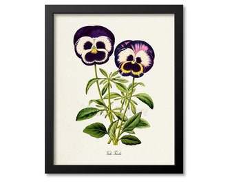 Viola Tricolor Flower Art Print, Botanical Art Print, Flower Wall Art, Pansy Flower Print, Pansy Art Print, Floral Print, Home Decor, purple