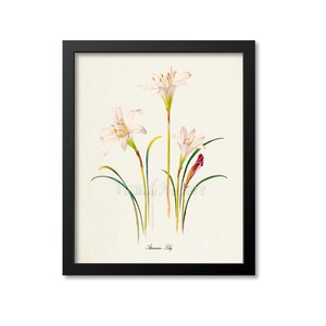Atamasco Lily Flower Art Print, Lily Botanical Art Print, Flower Wall Art, Flower Print, Floral Print, white, Zephyranthes atamasca