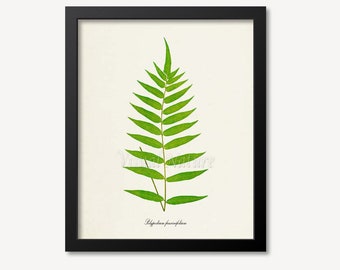 Fern Art Print, Botanical Art Print, Fern Wall Art, Fern Poster Print, Botanical Gift Print, Polypodium fraxinifolium