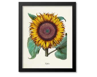 Botanical Print, Botanical Art, Sunflower Flower Art Print, Botanical Art Print, Flower Wall Art, Flower Print or Canvas, Home Decor