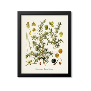 May include: A vintage botanical illustration of a common juniper plant, Juniperus communis, with green leaves, yellow flowers, and dark blue berries. The illustration is framed in black.