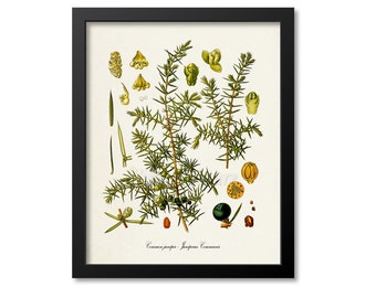 Juniper Botanical Print, Juniper Botanical Art Print, Juniper Wall Art, Juniper Decor, Common Juniper, Juniperus Communis